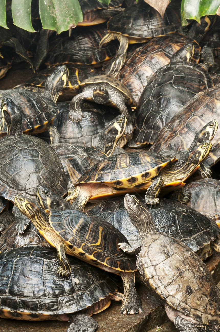 佛罗里达州红养海海龟群图片