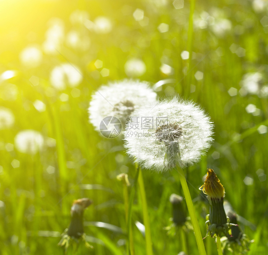 草地上的排球生长阳光植物天空种子野花场地宏观城市场景图片