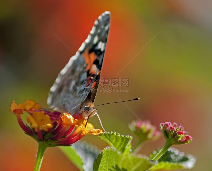 在兰塔纳花朵上特写欧洲蝴蝶图片