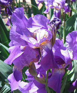 美丽的紫罗兰花朵背景图片