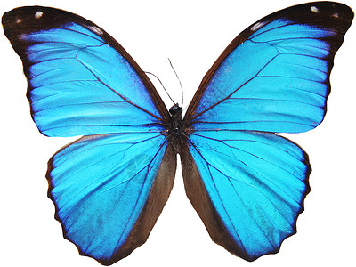 蓝蝴蝶蓝色昆虫翅膀热带漏洞高清图片