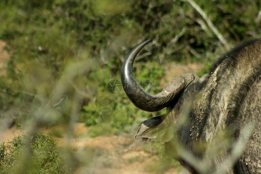 南非植被草原假期国家荒野旅游犀牛衬套哺乳动物食草图片