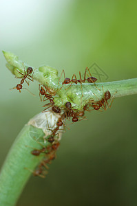 蚂蚁搬豆蚂蚁群寄生虫寄生荒野团体腹部触角动物胸部害虫昆虫背景