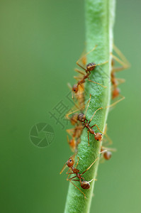 蚂蚁搬豆豆上蚂蚁动物漏洞胸部天线荒野寄生虫团体害虫植物宏观背景