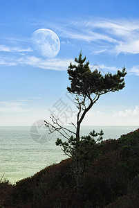 加州孤独之树月月和松树背景