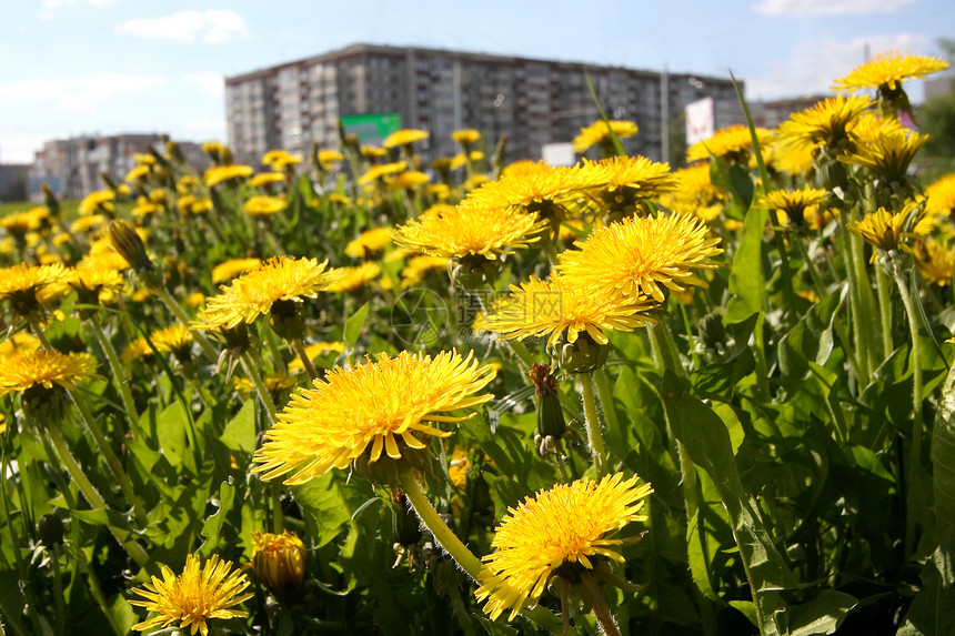 闪光花层黄色粉末城市天空土地地平线风景绿色场地草地图片