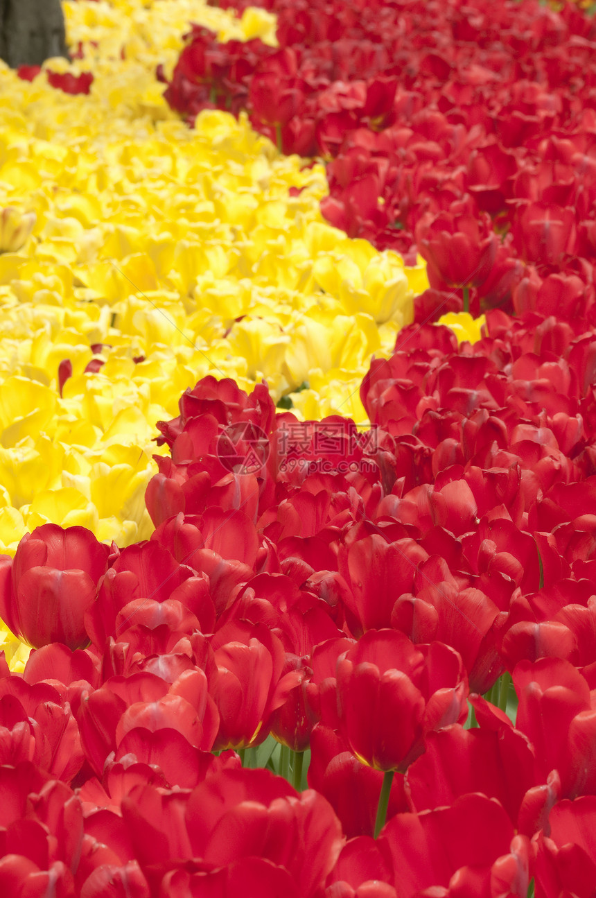 春天的多彩郁金香花幸福植物花园喜悦公园图片