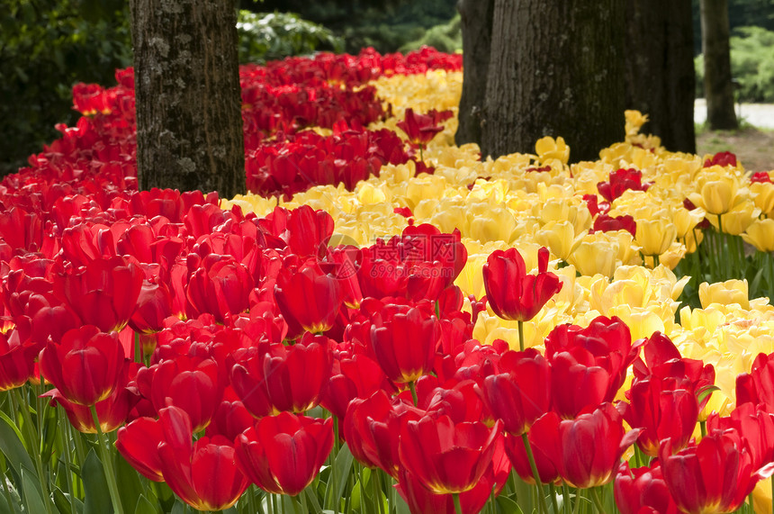 春天的多彩郁金香花喜悦花园植物公园幸福图片
