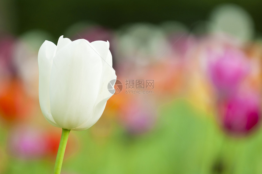 春天的多彩郁金香花花园植物喜悦公园幸福图片