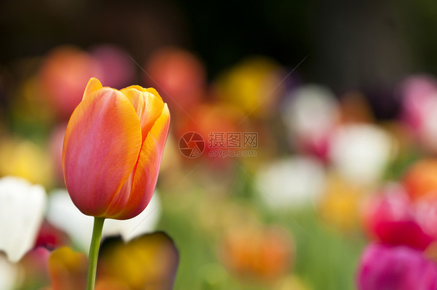 春天的多彩郁金香花公园喜悦幸福花园植物图片