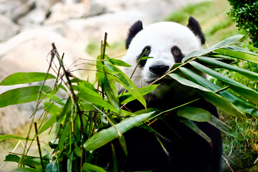 巨型熊猫石头树叶竹子衬套灰色动物荒野喂养草原绿色图片
