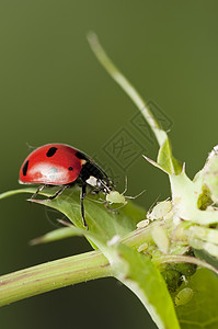 追逐虫子的Ladybug跳蚤植物寄生虫背景图片