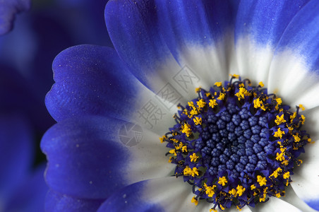 蓝色和白色菊花的缝合背景图片