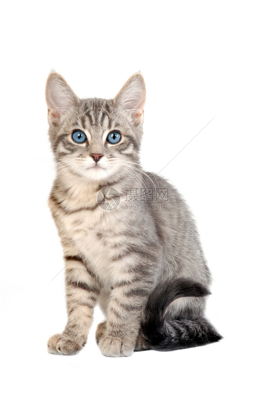 可爱的蓝眼小猫流浪婴儿胡须虎斑蓝色猫科爪子条纹救援动物图片