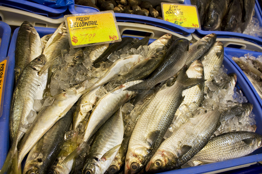 供出售的新鲜海产食品美食食物海洋销售市场对虾零售零售业营养海鲜图片
