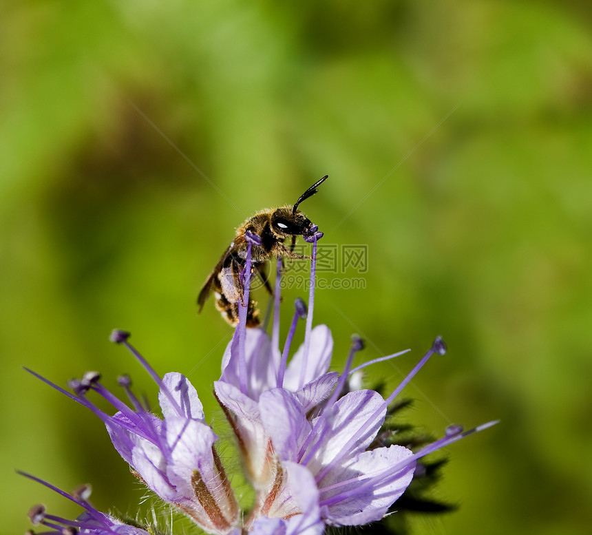 普西利亚花上的独美蜜蜂图片