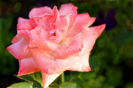 玫瑰花瓣粉色绿色植物背景图片