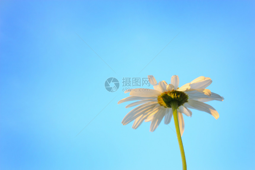 驴子花序绿色蓝色天空植物花瓣年度白色花萼图片