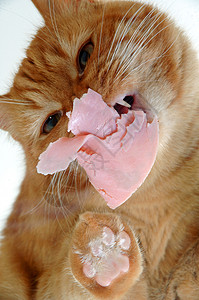 粉色舌头的猫吃肉的猫背景