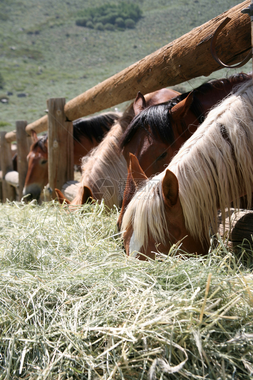 马马吃干草食物国家棕色毛皮牧场农场畜栏植物食草宠物图片