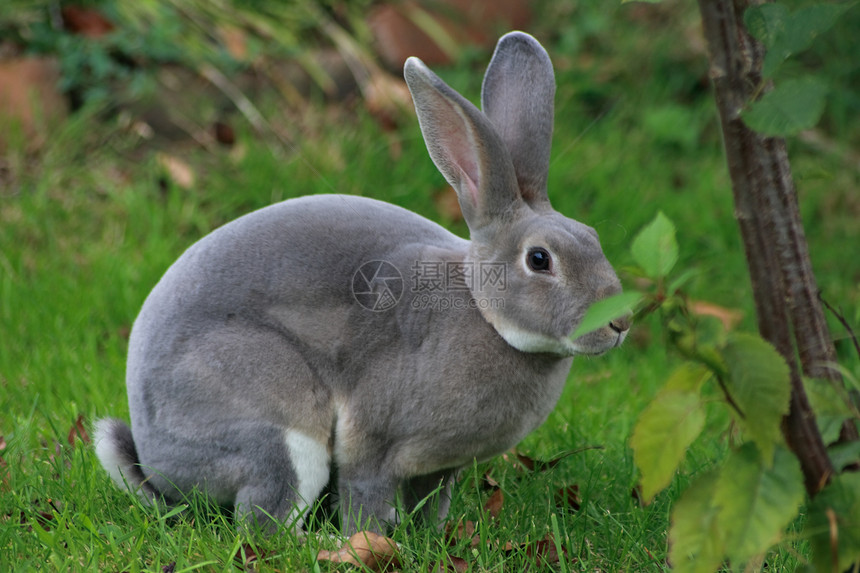 灰兔草地食草荒野宠物哺乳动物叛乱毛皮野兔耳朵野生动物图片