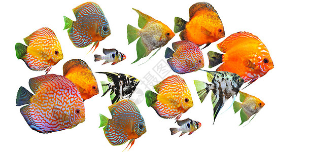 鱼群种类动物游泳宠物团体科鱼族馆黄色玻璃曲线背景图片
