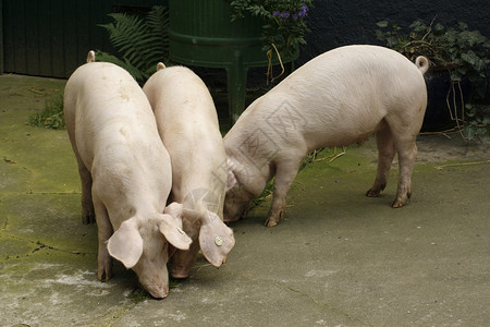 乡居供应商农场鼻子粉色肉类养猪喂猪小猪猪肉动物图片素材