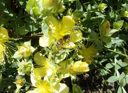 蜂蜜蜜蜂背景图片
