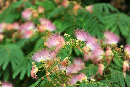 阿尔比齐亚贾利比里辛叶子粉红粉色合欢高清图片