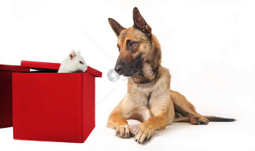 马里和小猫友谊白色朋友们红色工作室盒子宠物警觉牧羊犬警卫图片