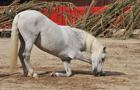 马之弓风景宠物动物马术白色背景图片