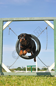 灵鼠跳青松跳跃旋滚鼠犬类运动展示活力竞赛纳犬黑色乐趣宠物训练背景