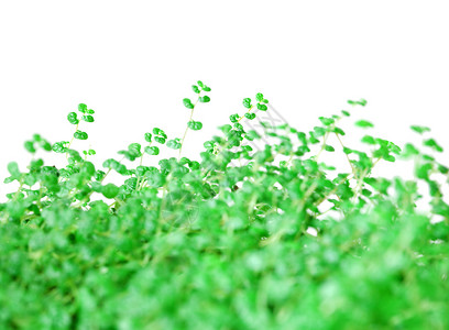 A 绿色植被的背景背景图片