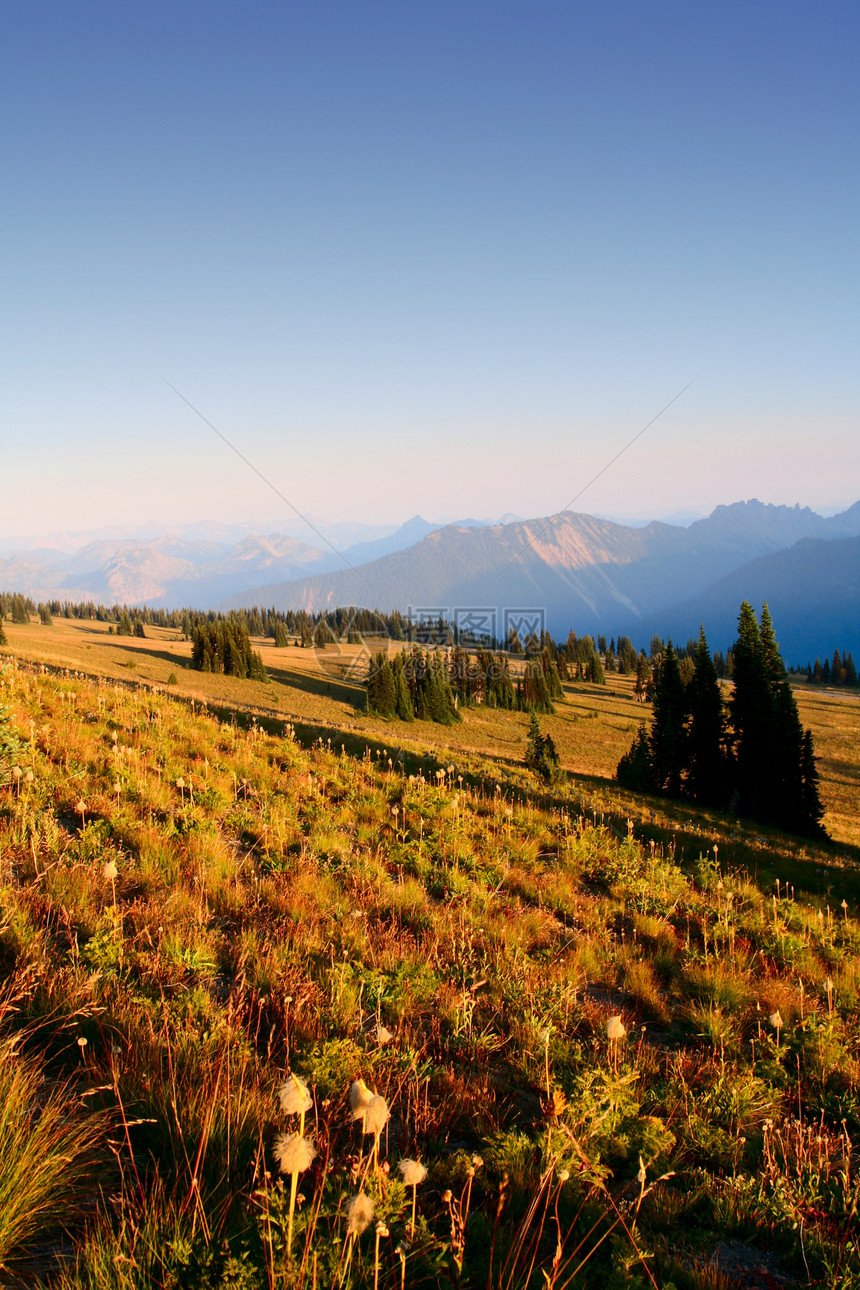 兰尼埃山树木风景苔原高山松树公园活动远足森林草地图片