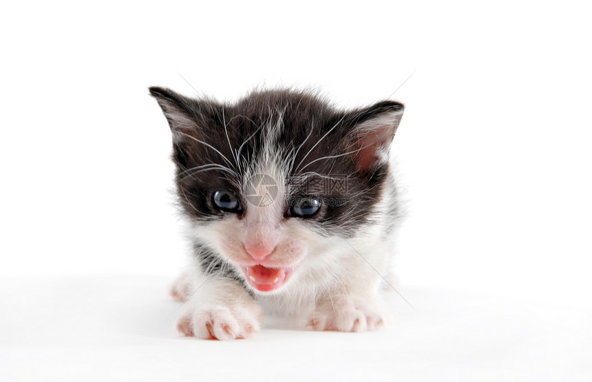 小猫白色动物黑色工作室哺乳动物婴儿宠物图片