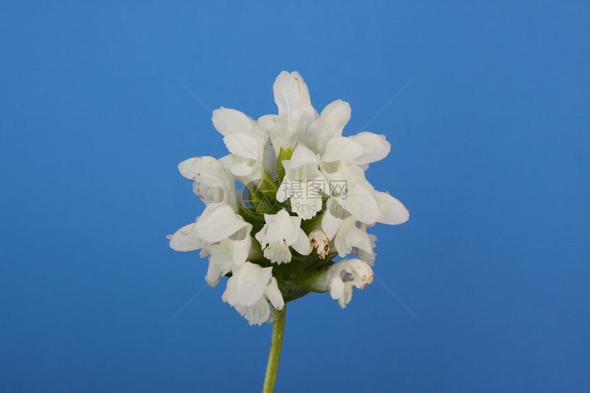 普鲁内拉粗俗白色花瓣夏枯草防腐剂花园螺纹植物图片