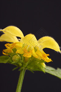 死网植物黄色花瓣树叶背景图片
