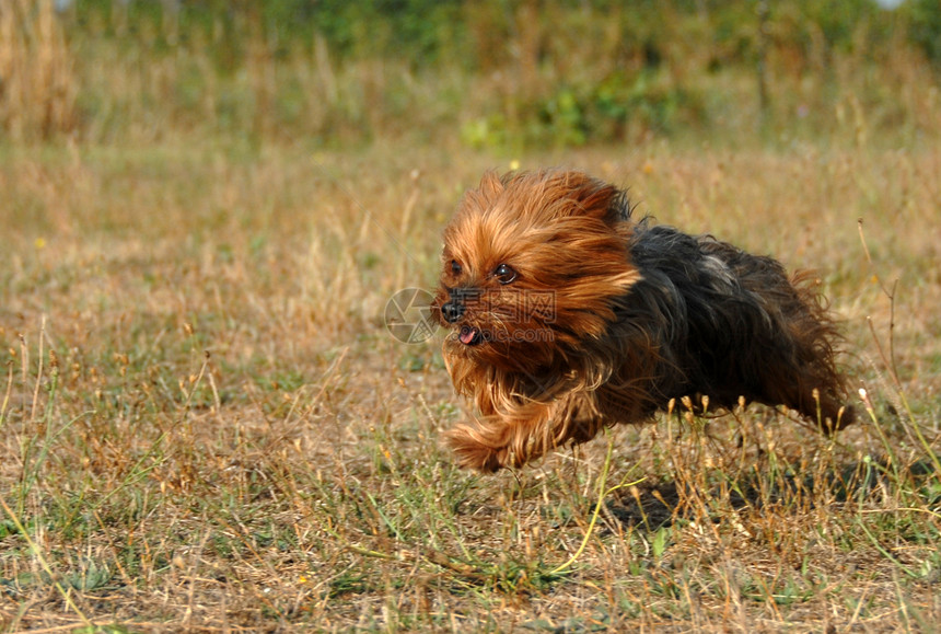 正在运行的日惹梯车草地动物跑步速度打猎舌头猎人哺乳动物小狗猎犬图片