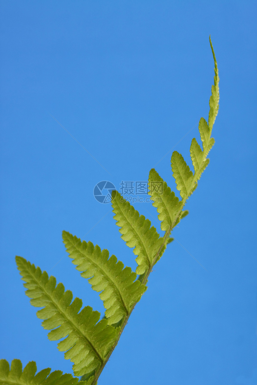 胎儿绿色花园植物蕨类树叶图片