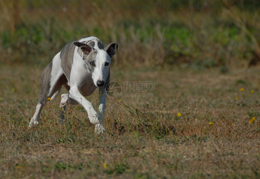 正在运行的hutopet跑步哺乳动物衣领打猎犬类速度草地动物场地宠物图片