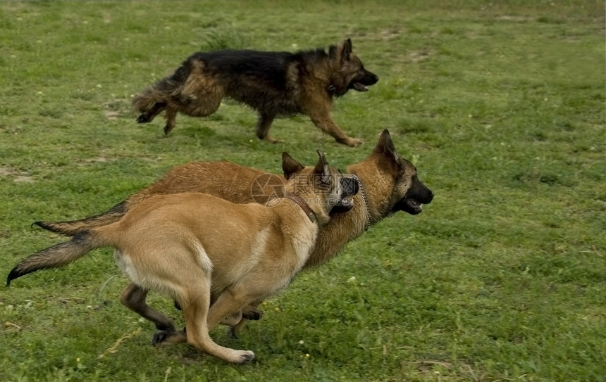 正在运行的狗狗警卫动物哺乳动物犬类牧羊人场地速度衣领宠物牧羊犬图片