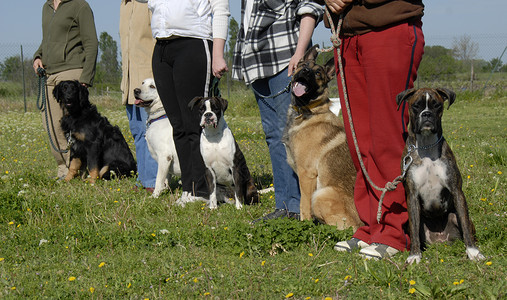 比利时玛利诺犬有训练狗的训练犬牧羊犬朋友衣领牛仔裤拳击手猎犬男人宠物动物俱乐部背景