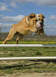 跳跃斗牛犬英语宠物伴侣训练运动警卫跳跃高清图片