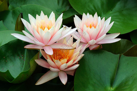 植物 莲花花颜色太阳鲜花花园白色生长餐厅花瓣黄色背景背景图片