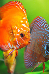 铁饼游泳热带黄色宠物红色动物水族馆科鱼玻璃曲线背景图片
