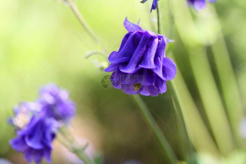 阿基列加语Name蓝色花瓣植物花园雄蕊图片