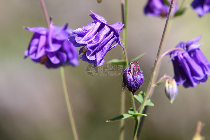 阿基列加语Name雄蕊花瓣植物紫色花园图片