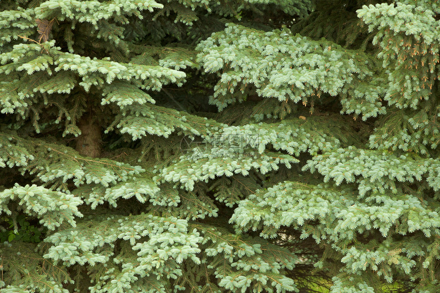 Fur-tree分支 - 背景图片