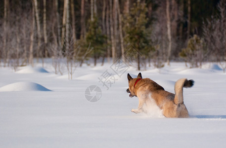 穷成狗跑在后国雪上的狗哺乳动物宠物毛皮森林混种行动跑步犬类跳跃速度背景