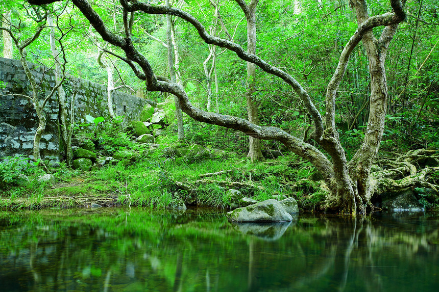森林热带活力阳光溪流叶子荒野流动环境丛林旅行图片
